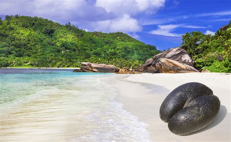 Seychelles Island Guide Where To Go For Wildlife Huffpost Life