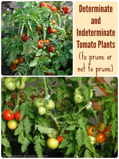 Determinate And Indeterminate Tomato Plants To Prune Or