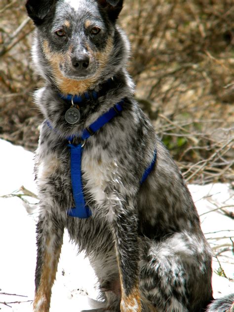 Hiking With Our Blue Heelerborder Collie Mix Australian Shepherds