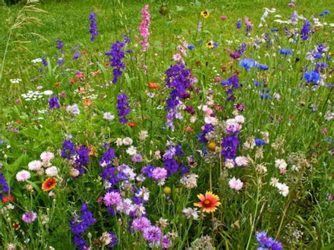 Scottish Wildflowers Take A Walk On The Wild Side Los Altos Ca Patch