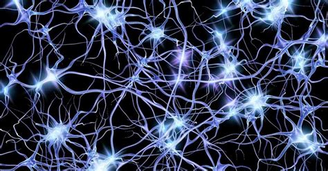 Somos Capaces De Crear Nuevas Neuronas A Cualquier Edad Con Un Sencillo