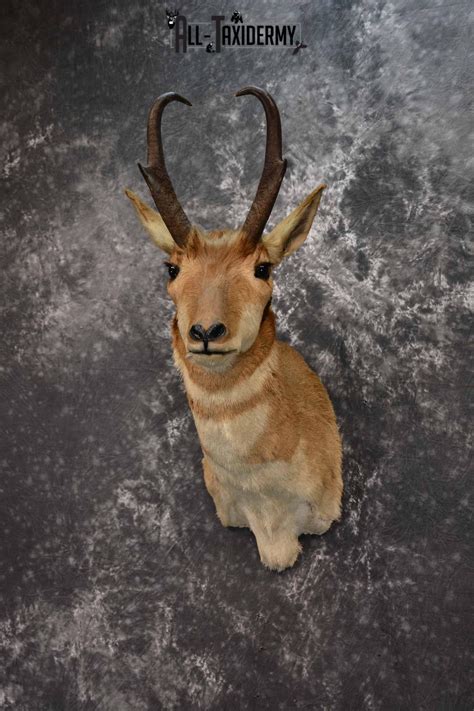 Pronghorn Antelope Taxidermy Mount For Sale Sku 1347 All Taxidermy
