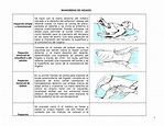 Maniobras DE Abdomen - Resumen Propedeutica medica - MANIOBRAS DE ...