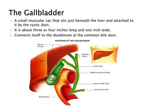 Ppt Structure And Function The Gallbladder Powerpoint Presentation