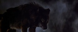 Lobos humanos - Película (1981) - Dcine.org