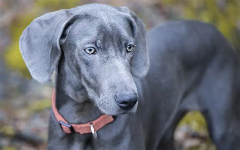 Blue Weimaraners Complete Guide Weimaraner Planet