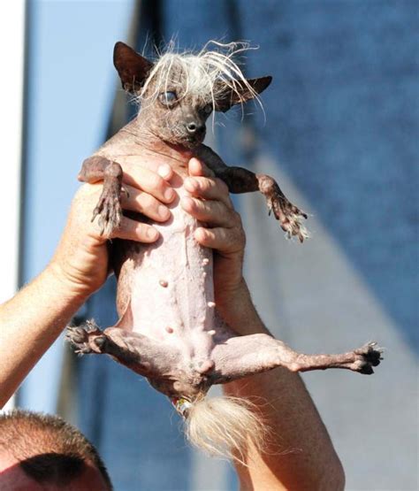 And The Worlds Ugliest Dog Is Orange County Register