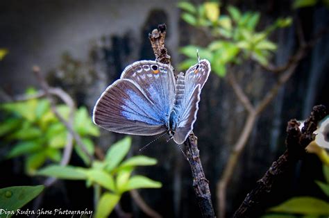 A Blue Butterfly Sitting On Top Of A Plant