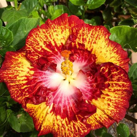 Hibiscus 'White Hot'. #hibiscus | Hibiscus plant, Hibiscus ...