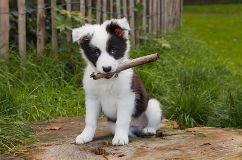 Cute 3 With Images Collie Puppies Cute Names For Dogs Border