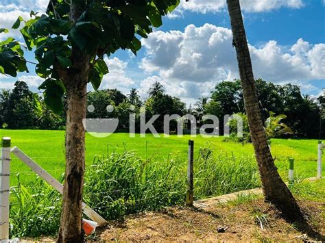 Land For Kurunegala Ikman
