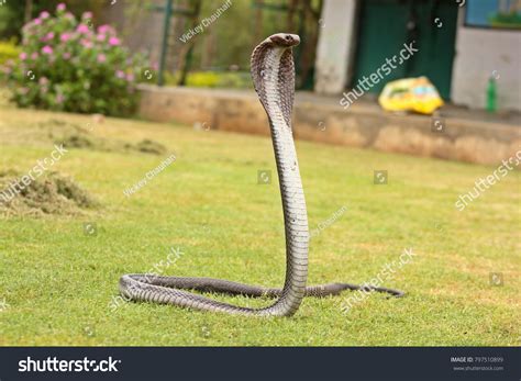 Indian Cobra Known Spectacled Cobra Stock Photo 797510899 Shutterstock