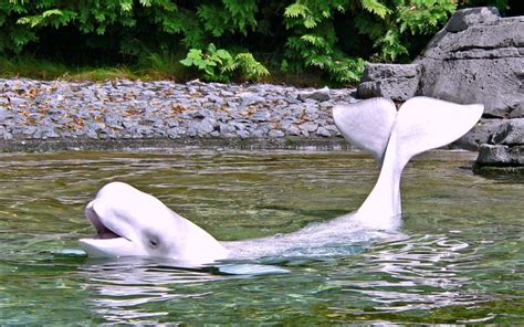 Beluga Whale At Vancouver Aquarium Download Hd Wallpapers And Free Images