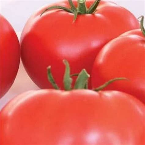Organic Beefsteak Tomato Seeds 14 Lb ~30000 Seeds Non Gmo Open