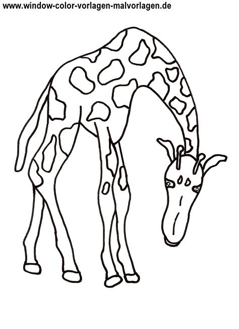 Einhörner sind deine liebsten fabelwesen und du kannst gar nicht aufhören, sie zu malen? Ausmalbilder giraffe kostenlos - Malvorlagen zum ...
