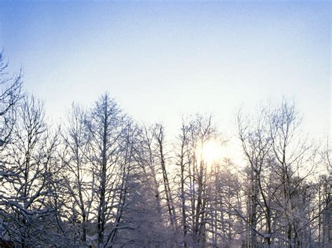 Wallpaper Sunlight Trees Landscape Forest Sky Snow Winter