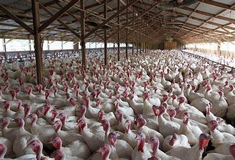 Jennie O Wants More Turkeys In Minnesota Barns