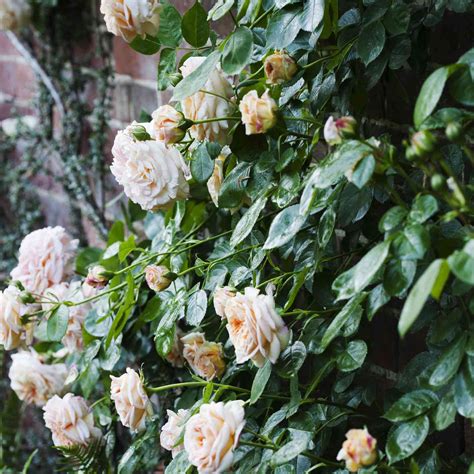 9 Great Varieties Of Climbing Roses