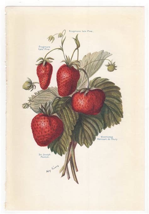 Vintage Fruit Print Strawberries from 1924 The Etsy España