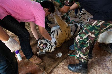 Tigers Are Rescued In Thailand The New York Times