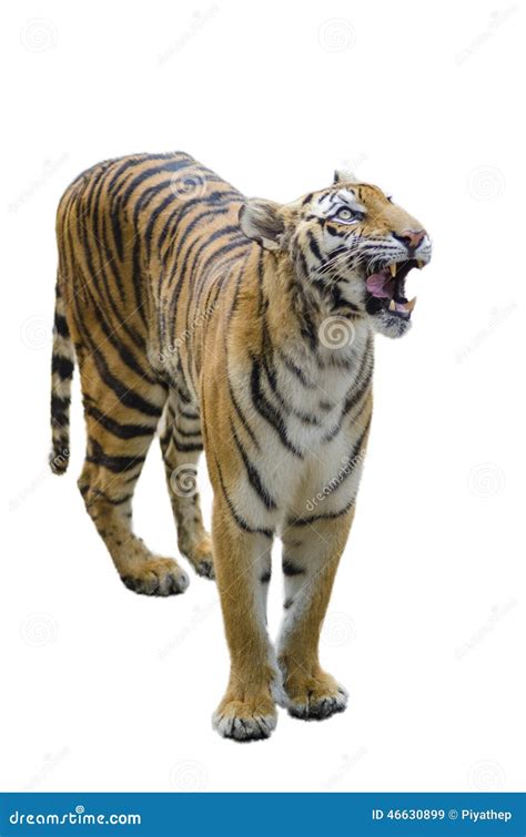 Tiger Standing Up Stock Image Image Of Staring White 46630899