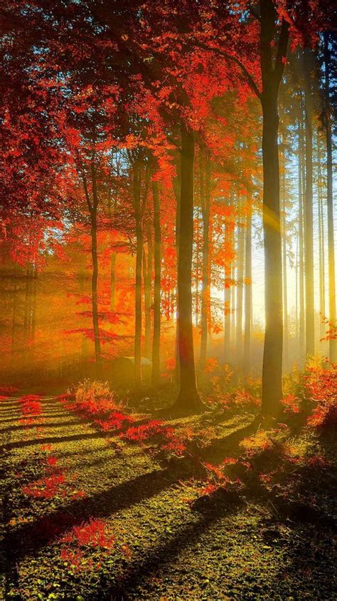 Autumnal Trees In Sun Rays Wallpapers Wallpaper Cave