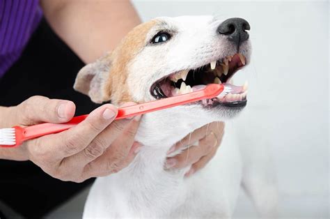Do Your Dogs Gums Bleed When Brushing Them Heres Why