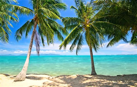 Wallpaper Sand Sea Beach Palm Trees Shore Summer Beach Sea Sand