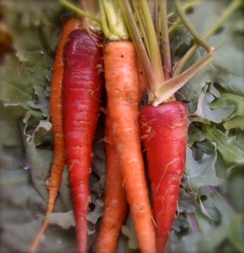 Atomic Red Heirloom Carrot Seeds Rare Grown To Organic Etsy