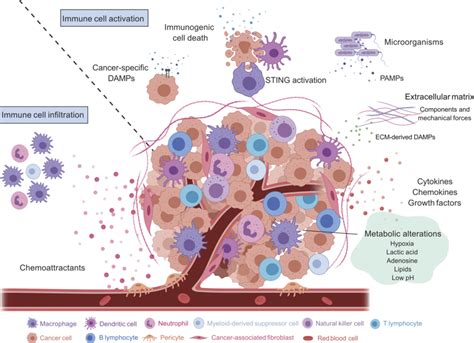Innate Immune Recruitment And Activation In The Tumor Microenvironment Download Scientific