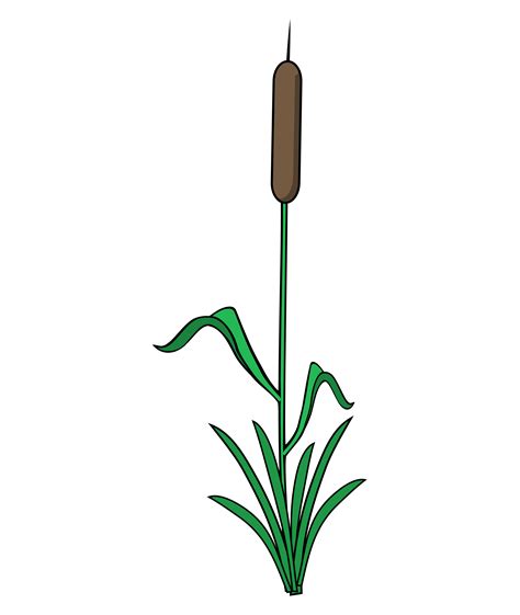 Single Reed Transparent Png Stickpng