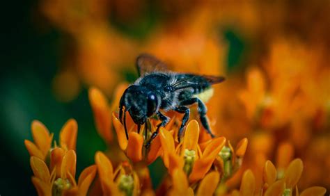 Megachile Bees