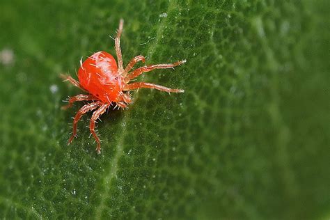 Predatory Mites To Control Red Spider Mites 1000 Mites