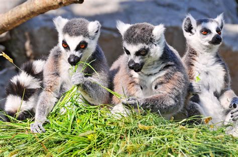 Three Lemurs Eating Three Cute Lemurs Eating Side By Side Flickr