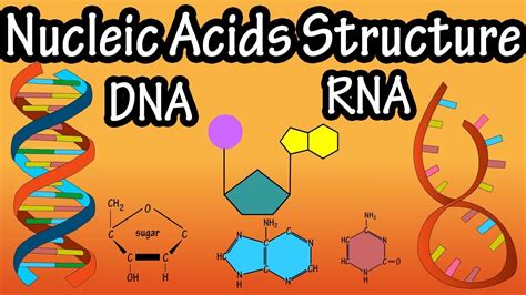 Nucleic Acids Dna And Rna Structure Vision Biology Class