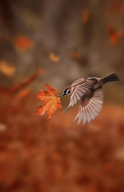 Pin By Tiana On Magical Autumn Fall Pictures Nature Fall Pictures Beautiful Birds
