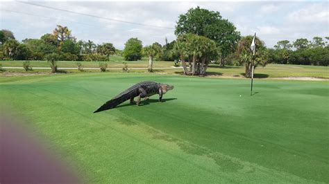 Photos Show Massive Alligator Roaming Golf Course In Englewood Florida