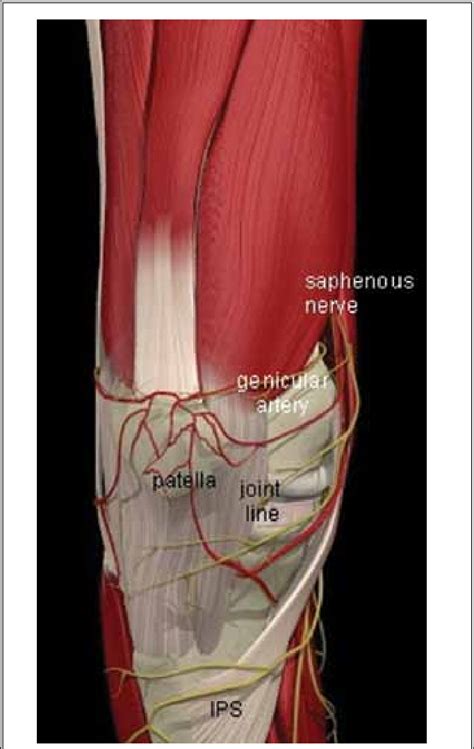 The Saphenous Nerve At The Knee Image Courtesy Of