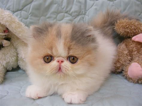 Welcome To Shadowoak Persians Cutest Cats Ever Persian Cat Persian