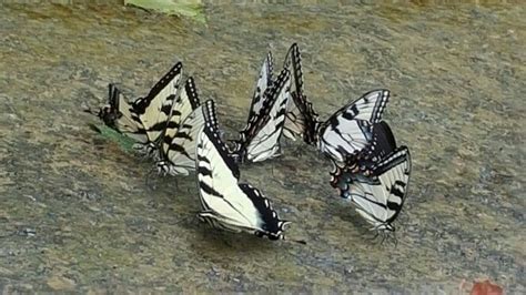 Tiger Swallowtails Swallowtail Tiger Wings