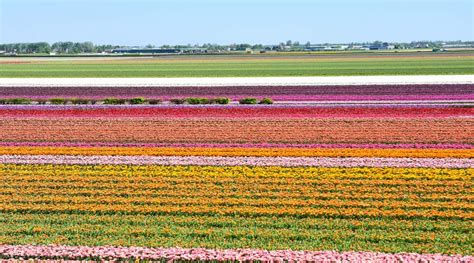 Private Flower Fields And Keukenhof Tour Best Flower Site