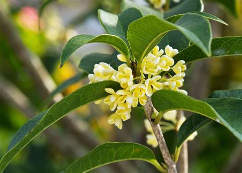 Osmanthus Tea Olive Care Tips For Growing Osmanthus Plants Olive