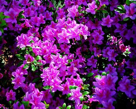 Jul 06, 2020 · daphne is first on our list of the most beautiful pink shrubs, and for good reason. Lavender Azeala Blooms in the Sun | Blooming succulents ...