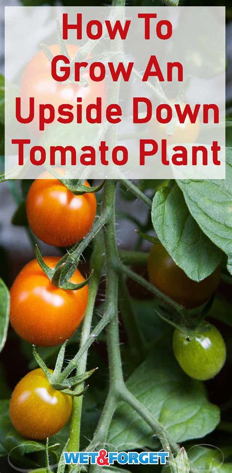 Ask Wet And Forget Successfully Grow Upside Down Tomatoes In A Beautiful