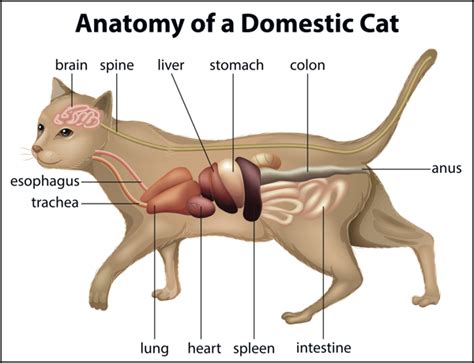 Learn cat arteries veins with free interactive flashcards. Cat Facts: 7 Stops Along Your Cat's Digestive System - Catster