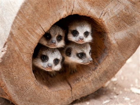 St Andrews Aquarium Meerkats Start The New Decade In A New Den St