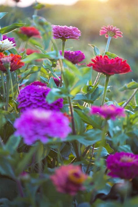 21 Planting Zinnia From Seed Aviannaelly