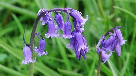 English Bluebell Plant Britannica