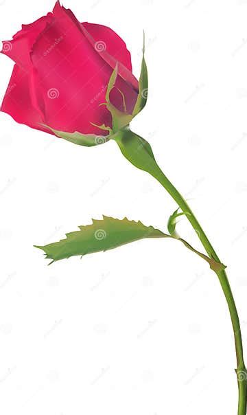 Single Deep Red Rose Bud Isolated On White Stock Vector Illustration