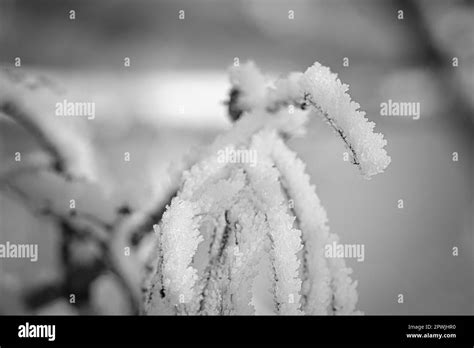 Ice Crystals Formed On Branches And Freeze In All Directions A Richly